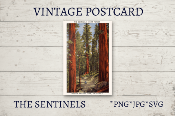 Vintage Postcard National Park Volume 1 Review